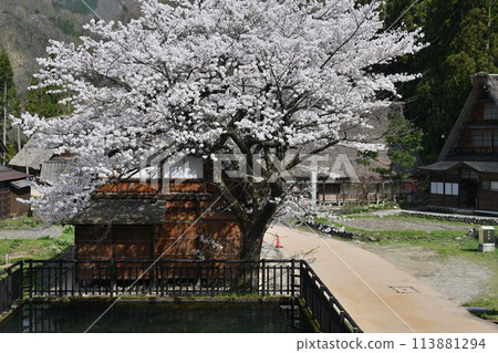 Gokayama, Gassho-style houses and cherry blossoms 113881294