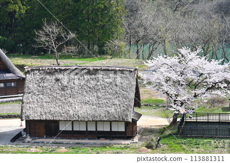 五箇山、合掌造房屋和櫻花 五箇山、合掌造房屋和櫻花 113881311