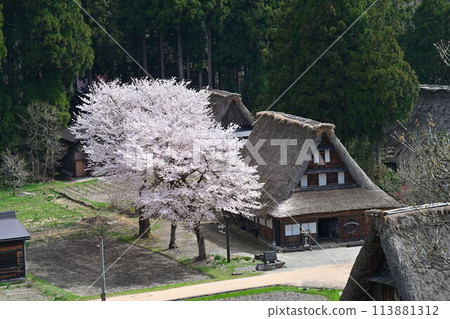 五箇山、合掌造房屋和櫻花 113881312
