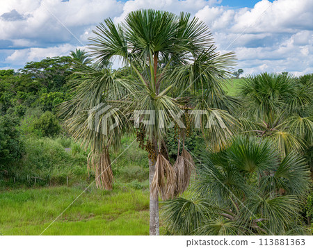 fruits of the buriti palm tree fruits of the buriti palm tree 113881363