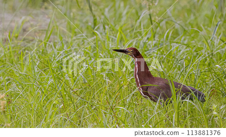 Rufescent Tiger Heron Animal Rufescent Tiger Heron Animal 113881376