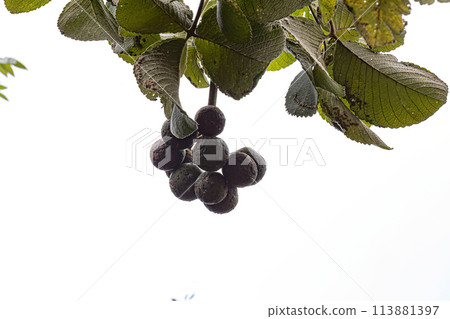 Pekea Nut Tree Fruit 113881397