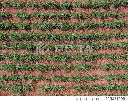 field sugar cane cultivation 113881398