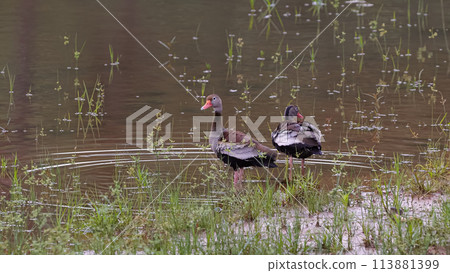 Black bellied Whistling Duck Animal 113881399