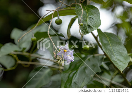 flowering plant commonly known as jurubeba a nightshade 113881431