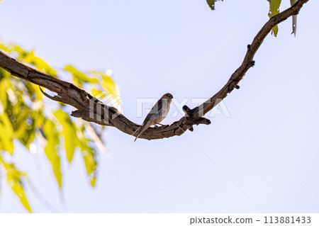Female Lined Seedeater Bird 113881433