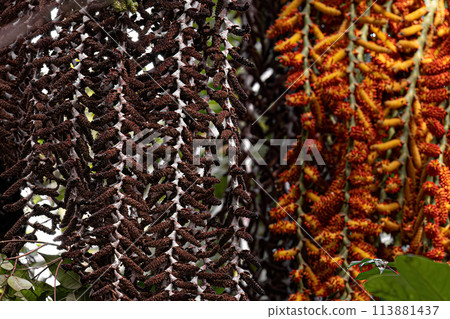 flowers of the buriti palm tree 113881437
