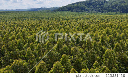 cultivation of eucalyptus trees 113881438