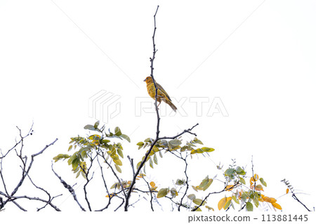 Male Saffron Finch Bird Male Saffron Finch Bird 113881445