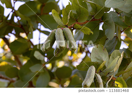 Stinkingtoe Tree with Fruits Stinkingtoe Tree with Fruits 113881468