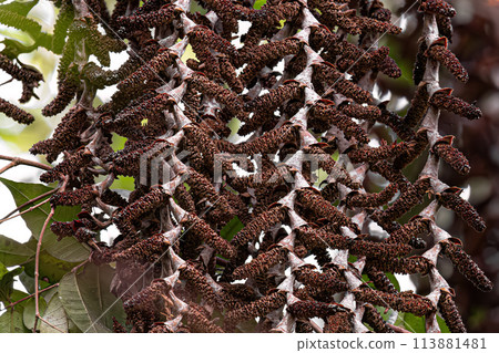 flowers of the buriti palm tree flowers of the buriti palm tree 113881481