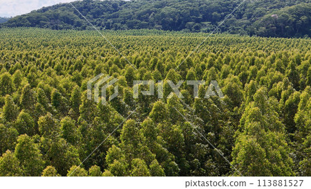 cultivation of eucalyptus trees 113881527