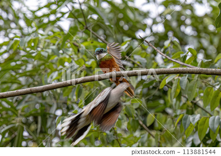 Animal Rufous-tailed Jacamar Bird Animal Rufous-tailed Jacamar Bird 113881544