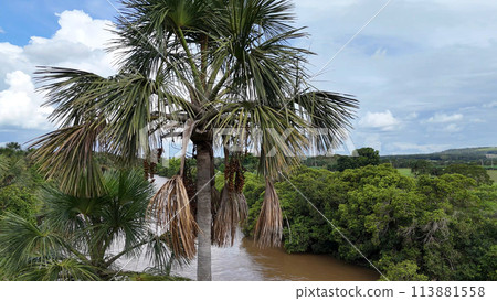 fruits of the buriti palm tree fruits of the buriti palm tree 113881558