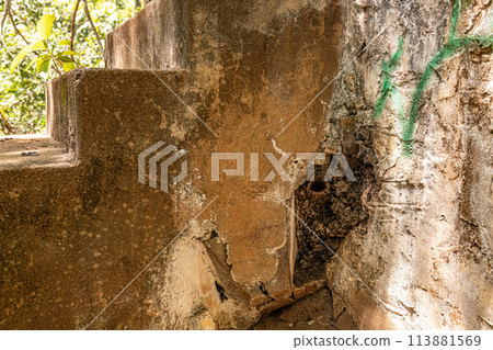 Stingless Bees Insects Colony Hive Stingless Bees Insects Colony Hive 113881569