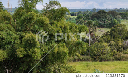 large clump of bamboo foliage large clump of bamboo foliage 113881570