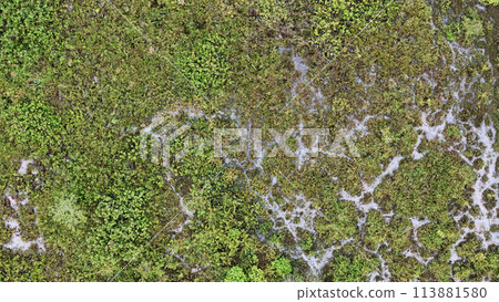 Small Swamp in Itaja 113881580