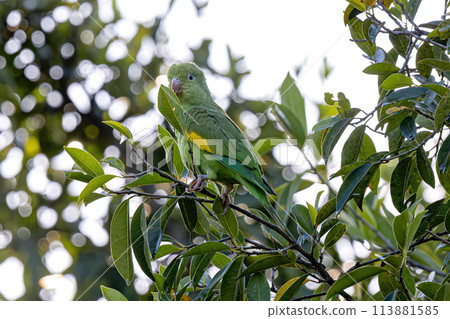 Yellow chevroned Parakeet Yellow chevroned Parakeet 113881585