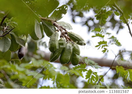 Stinkingtoe Tree with Fruits Stinkingtoe Tree with Fruits 113881587