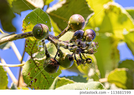 Pekea Nut Fruit 113881599