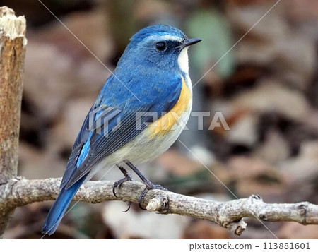 Happy Blue Siberian Bluetail Happy Blue Siberian Bluetail 113881601