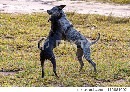 Dogs animals playing in the field 113881602