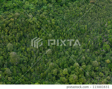 stream riparian forest 113881631