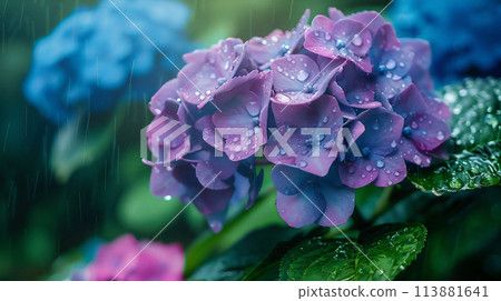 下雨天的繡球花 113881641