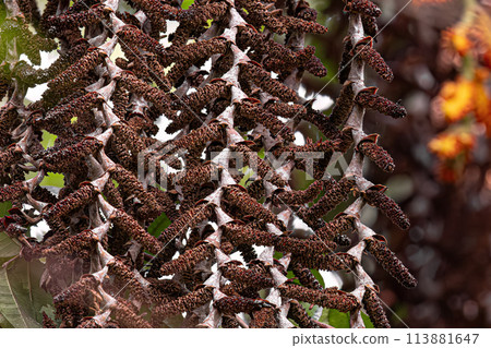 flowers of the buriti palm tree flowers of the buriti palm tree 113881647
