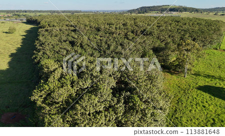 rubber tree forest for latex extraction rubber tree forest for latex extraction 113881648