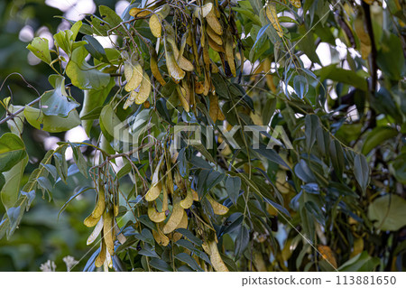 Machaeriums Plant Seeds 113881650