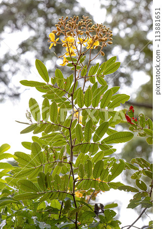 Small Yellow Flowering Plant Small Yellow Flowering Plant 113881651