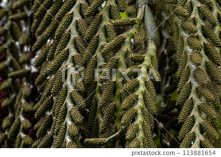flowers of the buriti palm tree 113881654