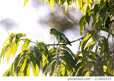 Animal Female Cobalt rumped Parrotlet Bird Animal Female Cobalt rumped Parrotlet Bird 113881655