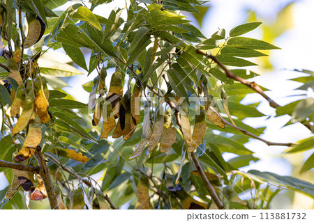 Machaeriums Plant Seeds 113881732