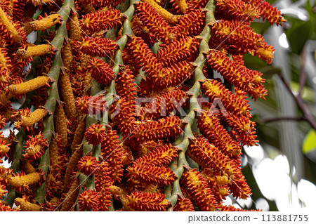 flowers of the buriti palm tree flowers of the buriti palm tree 113881755