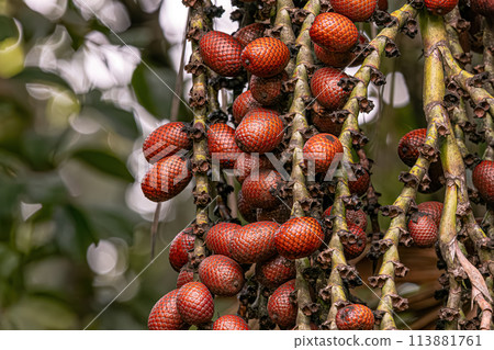 fruits of the buriti palm tree fruits of the buriti palm tree 113881761