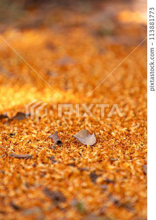 male flowers of the buriti palm tree 113881773