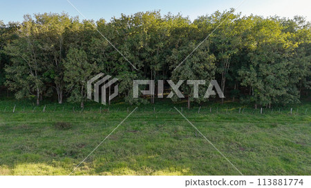 rubber tree forest for latex extraction rubber tree forest for latex extraction 113881774