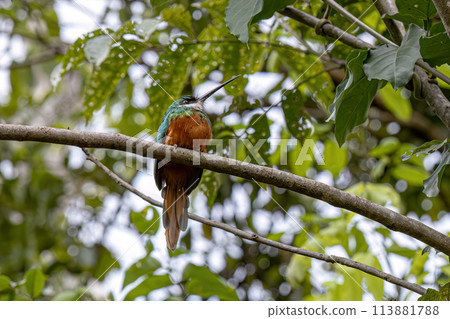 Animal Rufous-tailed Jacamar Bird Animal Rufous-tailed Jacamar Bird 113881788