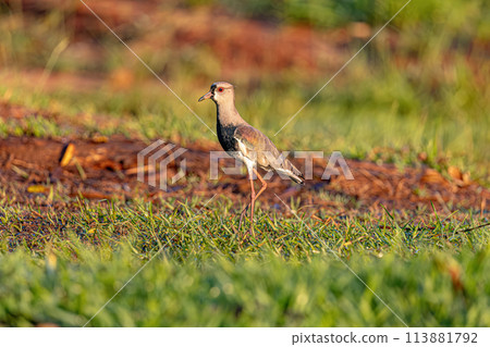 Adult Southern Lapwing Bird 113881792