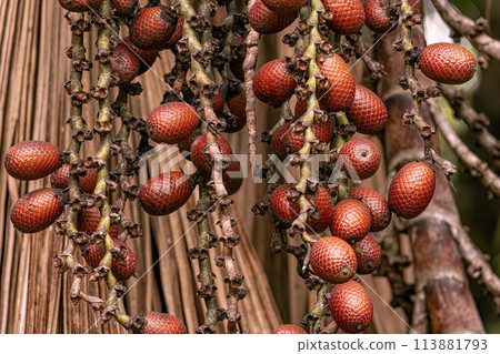 fruits of the buriti palm tree 113881793