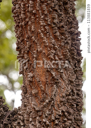 textured trunk of angiosperm tree textured trunk of angiosperm tree 113881839