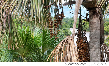 fruits of the buriti palm tree fruits of the buriti palm tree 113881854