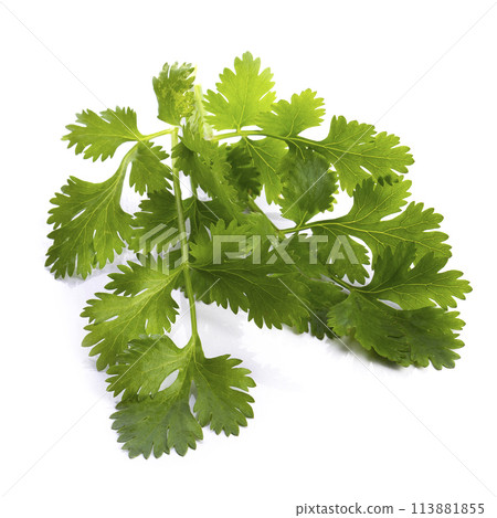Coriander leaf isolated on a white background. Coriander leaf isolated on a white background. 113881855