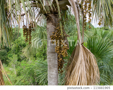 fruits of the buriti palm tree 113881905