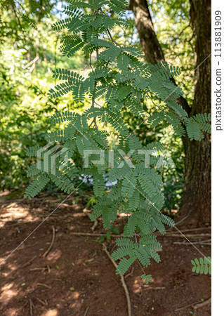 Tamarind Tree Leaves Tamarind Tree Leaves 113881909