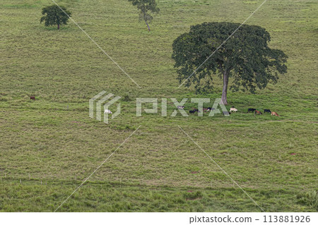 grassy field pasture area for livestock farming grassy field pasture area for livestock farming 113881926