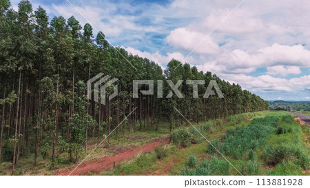 cultivation of eucalyptus trees cultivation of eucalyptus trees 113881928