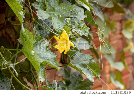 Sponge Gourd Yellow Flower 113881929